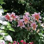 Lilies at Queen Elizabeth Park, Vancouver, BC