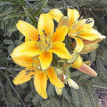Lillies