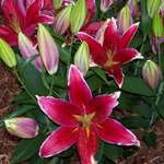 Asiatic Lilliums