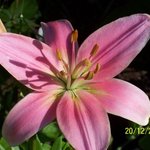 Summer glory