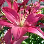 Pink Lilly