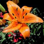 Orange Lilly