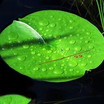 Lily Pads and Raindrops