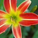 Star Bright