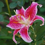 Lily
