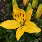 Lily
