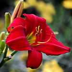 Lily