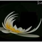 Ice Lily