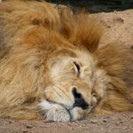 Lion King Do Not Disturb!