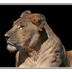 Lioness