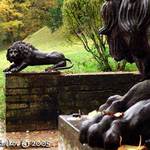 Lions