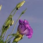 Purple Lisianthus 1