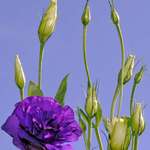 Lisianthus Rising