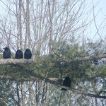 Little crows