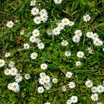 Little Daisies