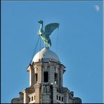 Liver Bird