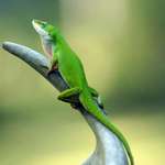 Lizard