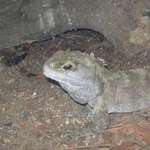 Tuatara