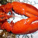Lobster