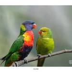 Lorikeet Pair