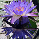 LotusFlower