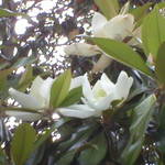 Magnolia Flowers