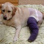 Labrador Retriever in a Cast, our Lucy