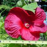 LUNA hibiscus
