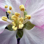 Macro of Apple Blossom
