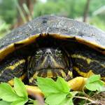 Why did the turtle cross the road?