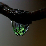 River of Life