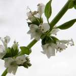 Basil flowers