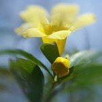 Yellow Jessamine Bud