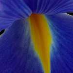 Blue Iris