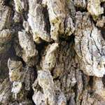 Macro Trunk
