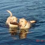 golden swimmers (yellow Labrador Retrievers)