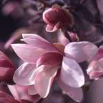 Magnolia blossom