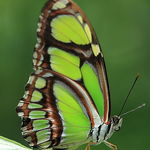 Malachite butterfly