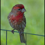 Male House Finch