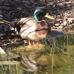 Mallard 7