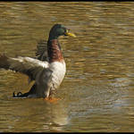 Mallard