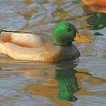 Mallard Reflections at Sunset