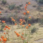 Globe mallow