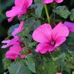 Mallow Flowers - Lavatera