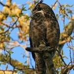 Mother Great Horned Owl, facing West
