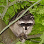Raccoon Mama in the wild