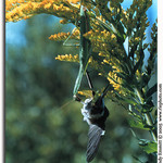 Hummer caught by Mantis