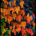 Maple Leaves
