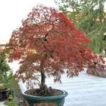 Large Red Maple Bonsai Tree