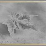 Maple leaf!